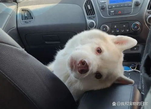 二哈以为出去玩,当听到要去打针,表情瞬间垮掉
