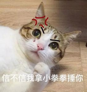原来养猫有这10大福利,我也要养一只
