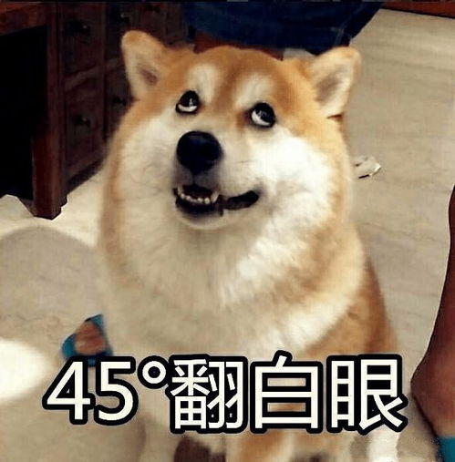 狗狗对家里男主人特凶,见面就想咬让你和我抢老婆