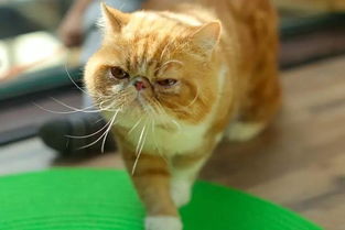 猫住得比人还好北京猫奴开了家五星级猫酒店