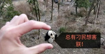 招募大熊猫保护清明小长假,来把滚滚做成表情包吧搜狐旅游搜狐网