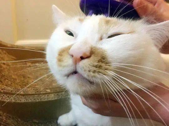 有时候你可能还真不知道猫咪食物过敏了
