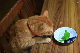 猫咪看到自己的晚餐后,表情亮了猫咪难道咱家破产了