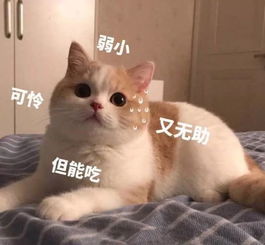 一代玉女天后梁咏琪竟然穷到卖衣服为生生病还要亲自看店