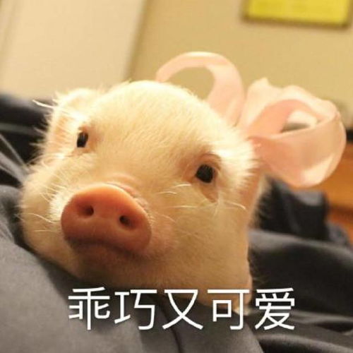 可爱小香猪表情包亲亲嘛