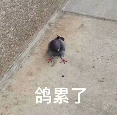 两年没白等性价比最狠的手机终于杀回来了