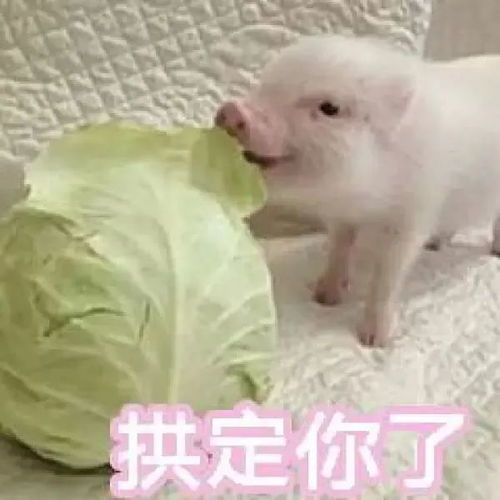 白菜都被猪拱了表情包