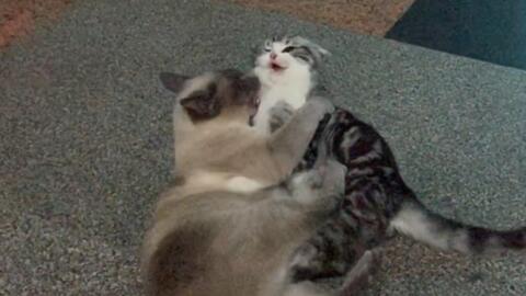 两只猫一起玩
