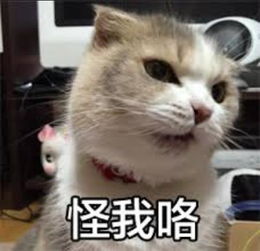 还买什么比特币,快来以太坊里链养猫