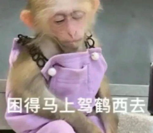 猴儿有泪不轻弹....吗喽表情包合集