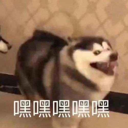 奇葩搞笑对不起姐姐,我晕肉