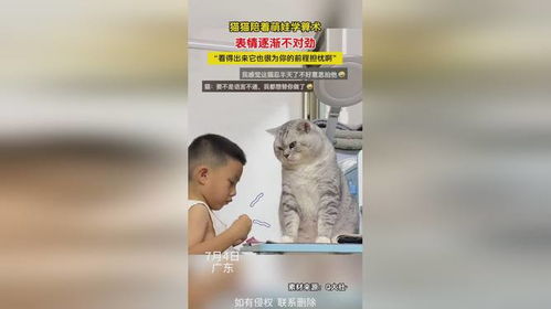 猫猫陪着萌娃学算术,表情逐渐不对劲,看得出来它也很为你的前程担忧啊