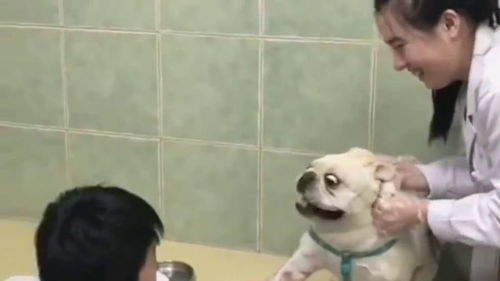 狗子第一次来医院打针,吓的都会说人话了,把湖南医生都整懵了