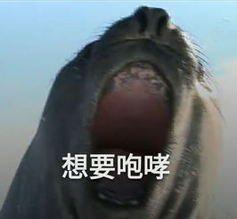 有哪些可爱的动物表情包