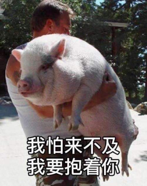 喂猪吃手表情包吃屎