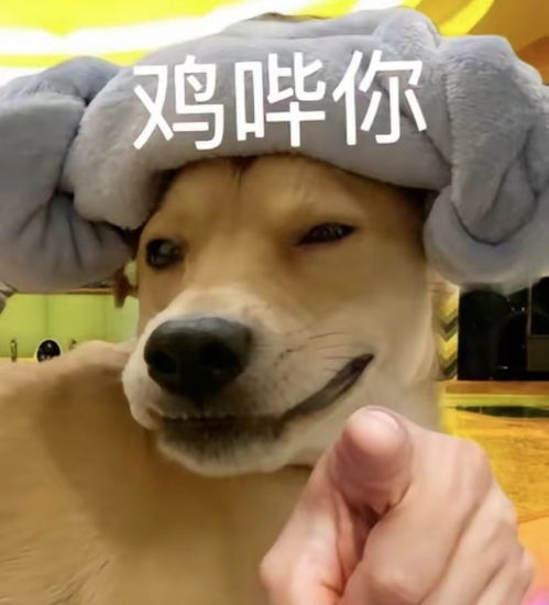 鸡哔你表情包动图下载抖音鸡哔你表情包动图图片下载v1.0嗨客手机站