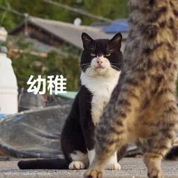 推主拿逗猫棒逗3只猫,两只都玩疯了,而边上猫的表情笑喷了...