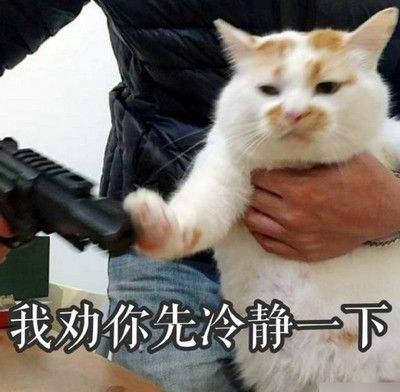 承包你的表情包这些网红喵星人你都认识吗