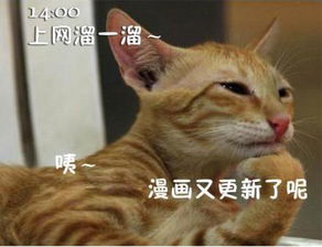 猫咪搞笑屌丝表情演绎上班族的一天组图