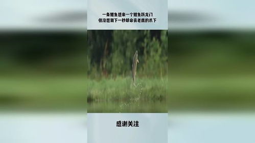 一条鲤鱼想来一个鲤鱼跃龙门,但没想到下一秒却命丧老鹰的爪下