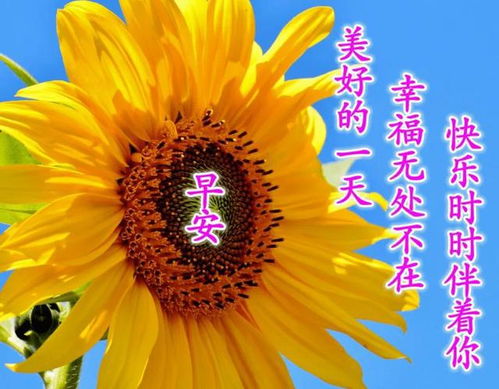 2021年特别漂亮的早上好祝福语表情图片创意好看的清晨早安问候图片合集