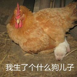 鸡年,当然要用鸡年表情包