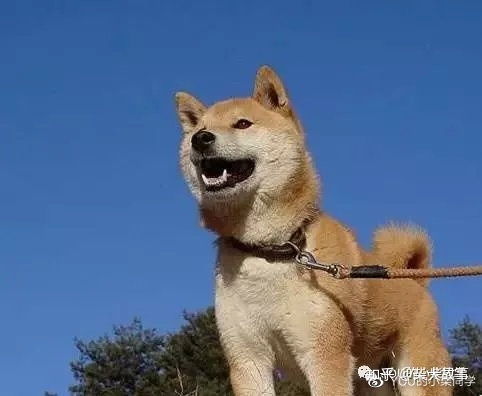 柴犬几个月为成犬,你家的柴犬成年了吗