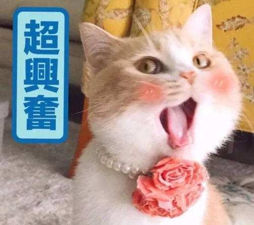 好嗨哦和猫一起做朋友圈最靓的仔