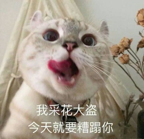 燃气灶哪些牌子比较好