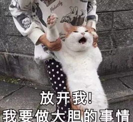 李信斗图表情包金毛