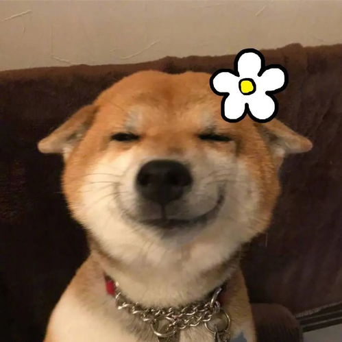 愤怒的表情包图片狗命