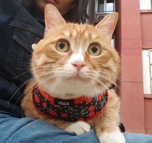 橘猫蛋糕下楼遛弯历险记