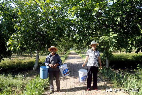 山西古县50岁农民李大妈20年前种下6亩核桃树她有一肚子话要说
