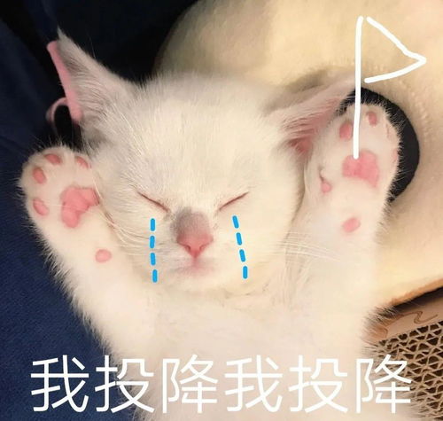 猫咪挠痒痒表情包培养感情