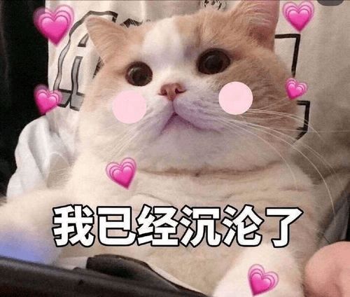 最强nba的个人展示页