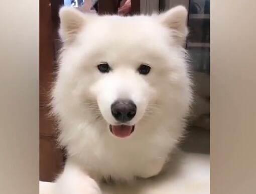 主人忽悠狗狗吃骨头,给它咬手指时表情太逗了