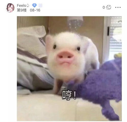 如果没有表情包,你会把天聊死么