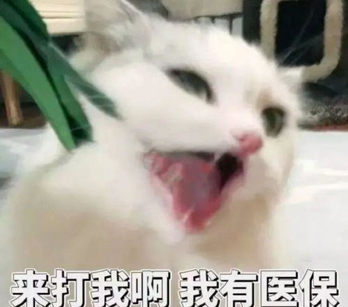 猫我就是故意的,你能拿我怎样啊,略略略