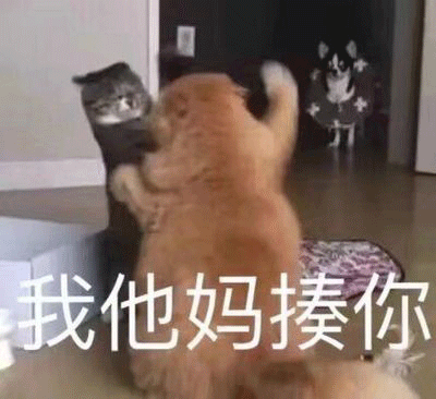 你是不是真的懂猫猫来做完这2套猫题你就知道了