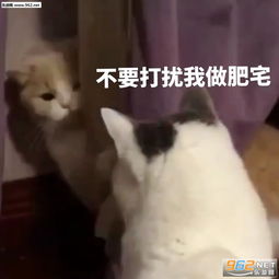 你好我是雇佣兵表情包图片不去外面太冷了表情包下载乐游网游戏下载