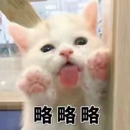 猫咪表情包难道我不是你最爱的小猫咪了吗你居然喜欢别人