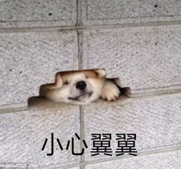 曝光东莞男子被网贷诈骗全过程步步都是精心设计的陷阱