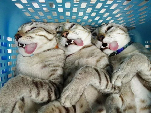 给绝育的公猫装蛋蛋猫你礼貌吗