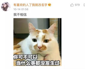 来不及告别,这只8岁的表情包回喵星了