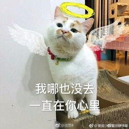 网红猫楼楼去世,很多人可能不知道它的名字,却一定用过它的表情包