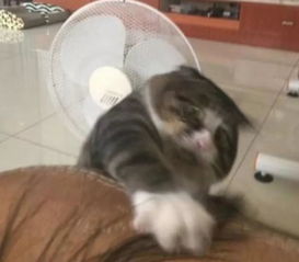 猫咪不慎从沙发跌落,拼命挣扎表情百变