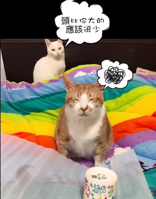这只猫没有任何表情,却成了最火的表情包