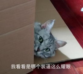 猫咪表情包发出反派的笑声富婆抱抱我