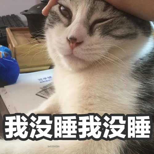 你的宠物有哪些有趣的表情包