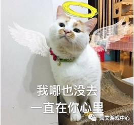 一只网红猫楼楼去世68万粉丝哀悼,或许你没有听过这只有着68万粉丝的喵星人,但你肯定见过它的表情包